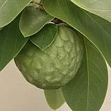 Cherimoya