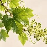 CLARIVINE™-  Grapevine Polyphenols