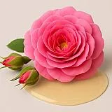 Damask rose essential oil