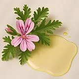 Geranium essential oil