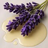 Lavender essential oil