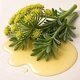 Sea fennel