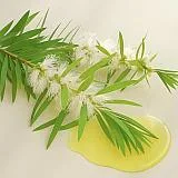 Tea tree essential oil (hair)